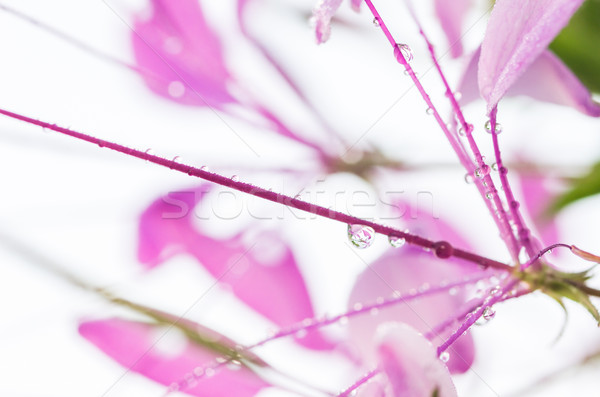 Cleome hassleriana or spider flower or spider plant Stock photo © sweetcrisis