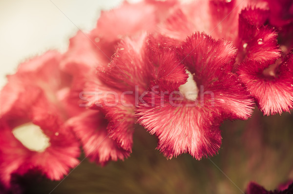 Celosia or Wool flowers or Cockscomb flower vintage Stock photo © sweetcrisis