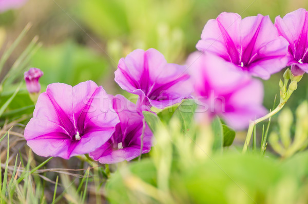 Ochtend glorie bloemen familie natuur tuin Stockfoto © sweetcrisis