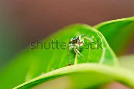Mosquitos forestales ciudad muchos jardín Foto stock © sweetcrisis