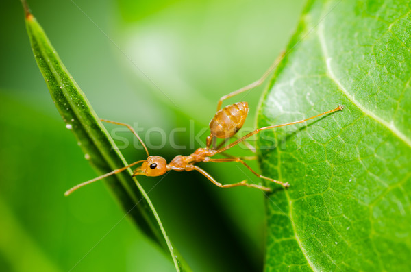 red ant power  Stock photo © sweetcrisis