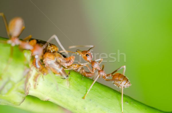 Stock photo: Red ant and aphid on the leaf
