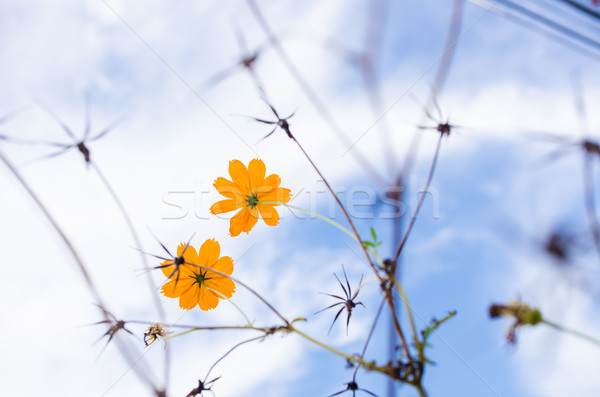 желтый цветок Blue Sky небе природы лет Сток-фото © sweetcrisis