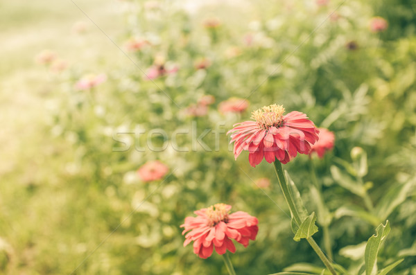 Bloem vintage tuin natuur park schoonheid Stockfoto © sweetcrisis