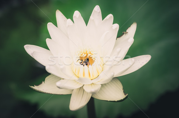 Lotus or Water lily flower vintage Stock photo © sweetcrisis