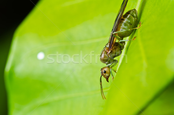 queen ant in green nature Stock photo © sweetcrisis