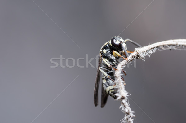 Viespe natură negru educaţie vară insectă Imagine de stoc © sweetcrisis