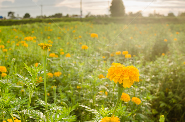 Fleur nature jardin tête usine Asie [[stock_photo]] © sweetcrisis