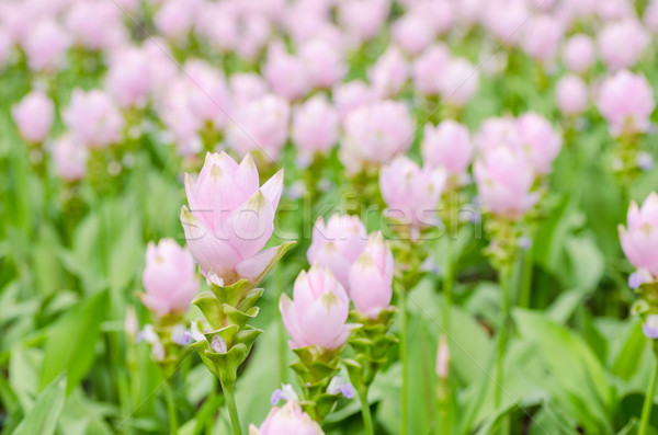 Curcuma alismatifolia or Siam tulip or Summer tulip  Stock photo © sweetcrisis