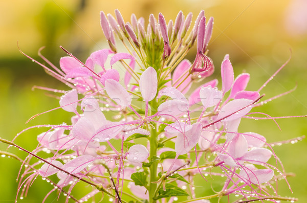 Cleome hassleriana or spider flower or spider plant Stock photo © sweetcrisis