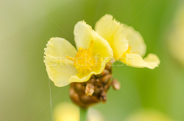 Xyris yellow flowers Stock photo © sweetcrisis