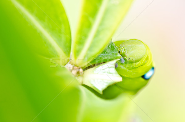 Wurm grünen Natur Garten Essen Biene Stock foto © sweetcrisis