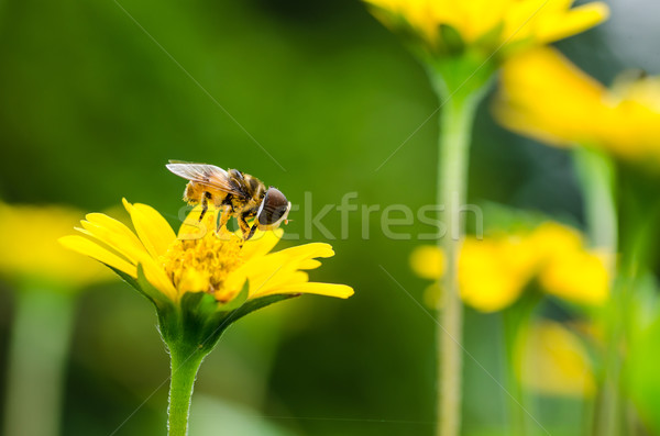 Obst Dateien Blume Makro grünen Natur Stock foto © sweetcrisis