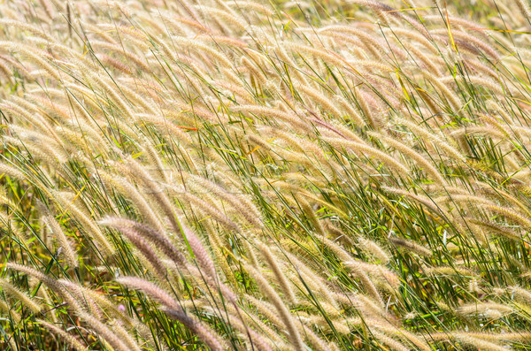 Unkraut Natur Blume grünen Liebe Gras Stock foto © sweetcrisis