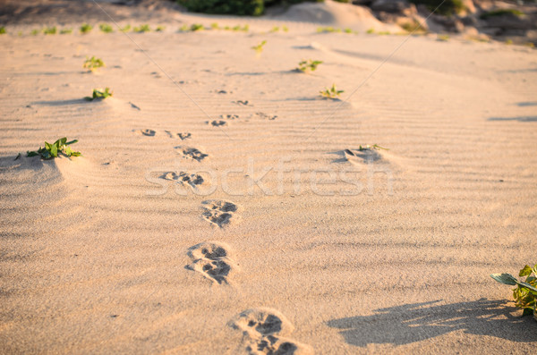 Dogs track in sand Stock photo © sweetcrisis