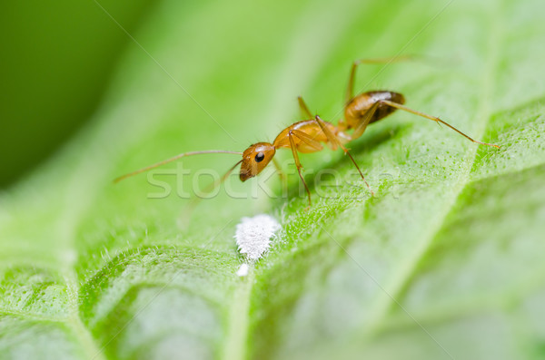 Red ant on the leaf Stock photo © sweetcrisis