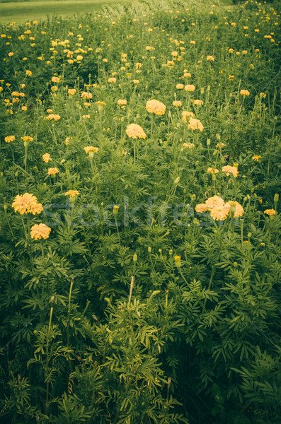 цветок Vintage природы саду свадьба голову Сток-фото © sweetcrisis