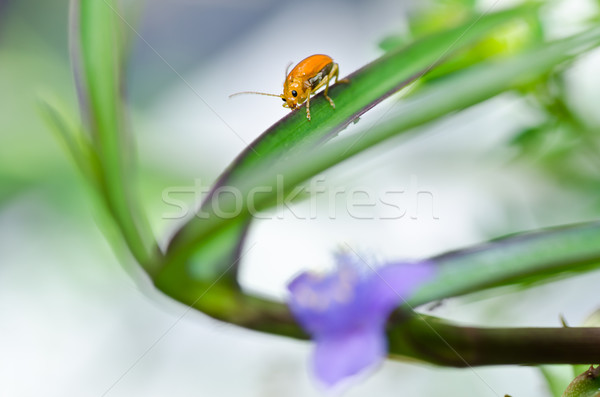 Oranje kever violet bloem groene natuur Stockfoto © sweetcrisis