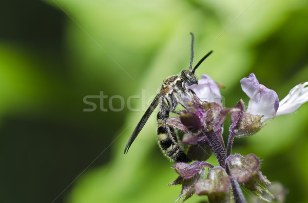 Wespe grünen Natur Garten Gold Biene Stock foto © sweetcrisis