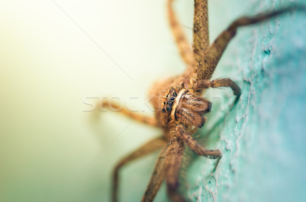 Kahverengi örümcek yeşil duvar makro doğa Stok fotoğraf © sweetcrisis