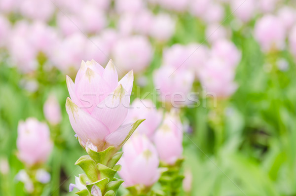 Curcuma alismatifolia or Siam tulip or Summer tulip  Stock photo © sweetcrisis