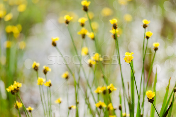 Xyris yellow flowers Stock photo © sweetcrisis