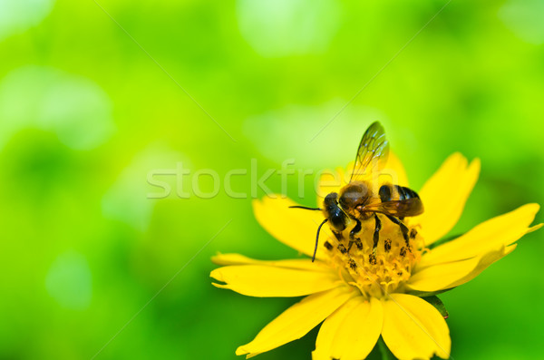 bee in green nature Stock photo © sweetcrisis