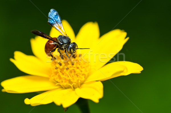 Bee зеленый природы саду цветок лет Сток-фото © sweetcrisis