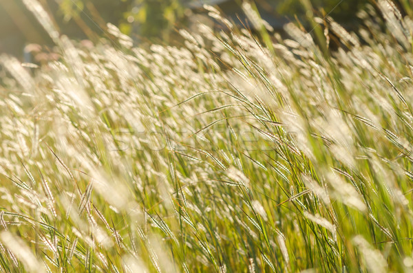 wild grass in bright sunset  Stock photo © sweetcrisis