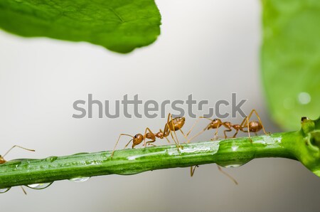 grasshopper on leaf isolated Stock photo © sweetcrisis