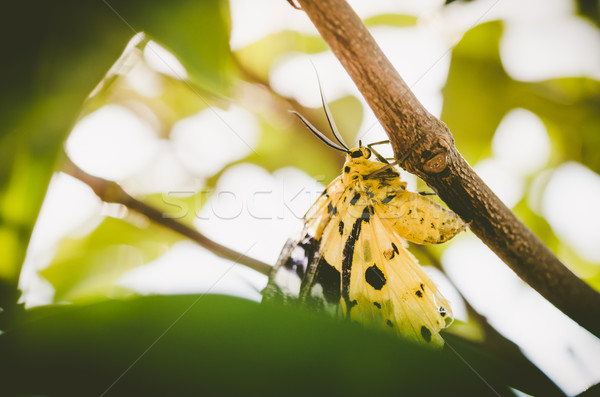 Yellow moth Stock photo © sweetcrisis