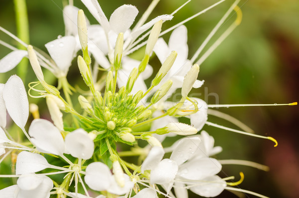 Cleome hassleriana or spider flower or spider plant Stock photo © sweetcrisis