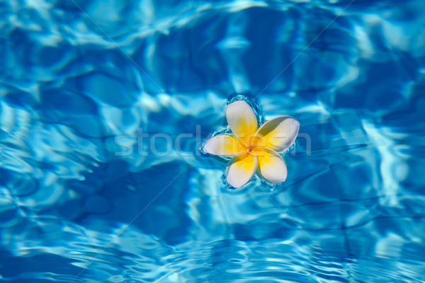 Tropical frangipani flower in water  Stock photo © swisshippo