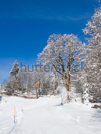 Stok fotoğraf: Kış · alpler · bulutlar · doğa · kar · toprak