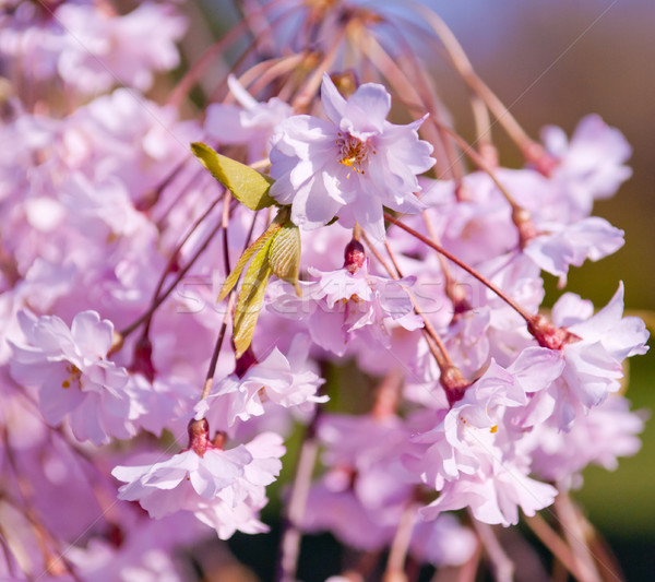Cherry blossom, Prunus serrulata, full bloom Stock photo © szabiphotography