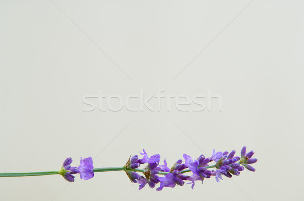 Lawendy kwiat naturalnych wygląd kwiaty fioletowy Zdjęcia stock © szabiphotography