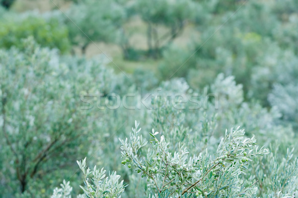 Morze Śródziemne oliwy drzew kopia przestrzeń świetle Zdjęcia stock © szabiphotography