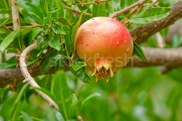 Dojrzały granat drzewa owocowe zdrowe odżywianie gotowy zbiorów Zdjęcia stock © szabiphotography