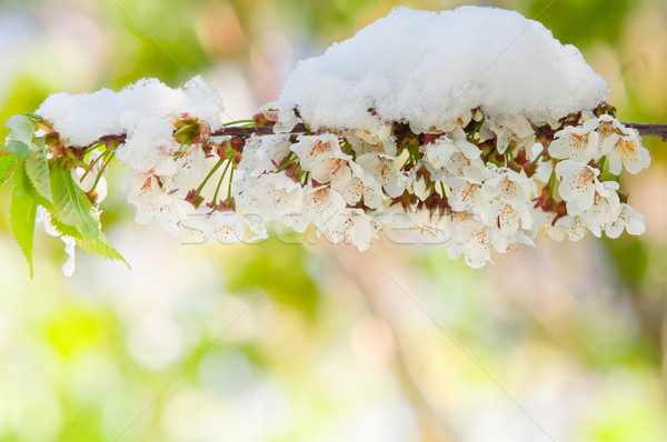 Сток-фото: Cherry · Blossom · снега · сакура · Вишневое · дерево