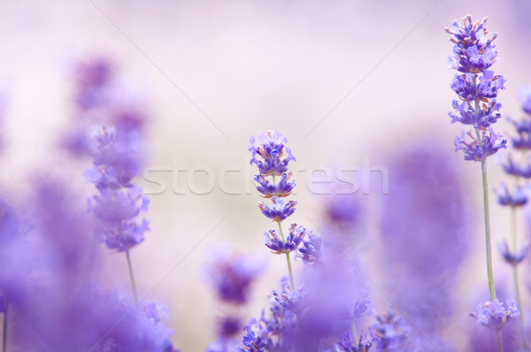 Lavender flower Natural look of Lavender flowers Lavandula Stock photo © szabiphotography