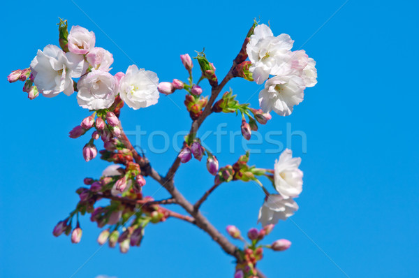 Kirschblüten voll blühen Kirsche Baum Natur Stock foto © szabiphotography