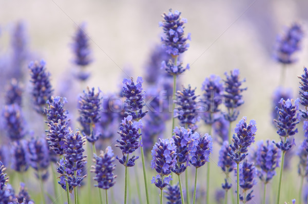 Stock photo: Lavender flower Natural look of Lavender flowers Lavandula