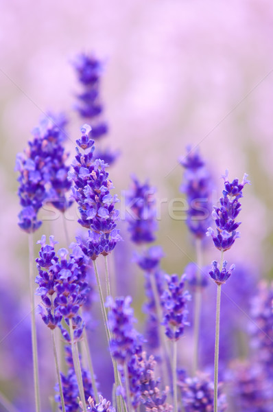 Lavender flower Natural look of Lavender flowers Lavandula Stock photo © szabiphotography