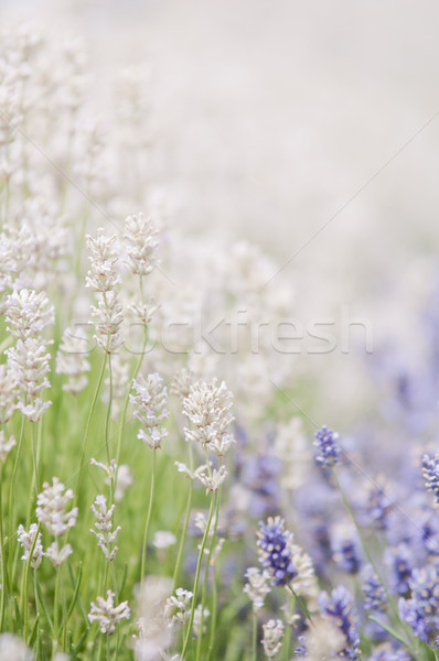 Lavender flower Natural look of Lavender flowers Lavandula Stock photo © szabiphotography