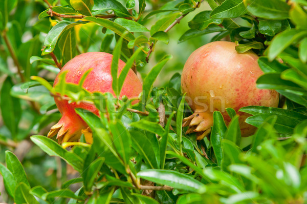 Dojrzały granat drzewa owocowe zdrowe odżywianie gotowy zbiorów Zdjęcia stock © szabiphotography