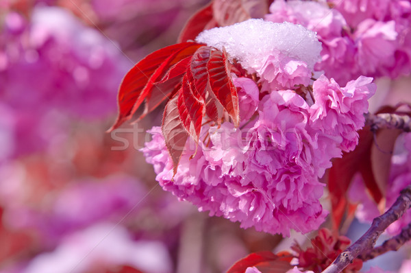 Cherry blossom and snow, Prunus serrulata, sakura Stock photo © szabiphotography