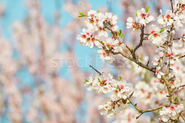 Kwiat drzewo pełny kwitnąć Zdjęcia stock © szabiphotography