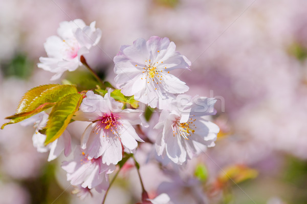 Kirschblüten voll blühen Kirsche Baum Natur Stock foto © szabiphotography