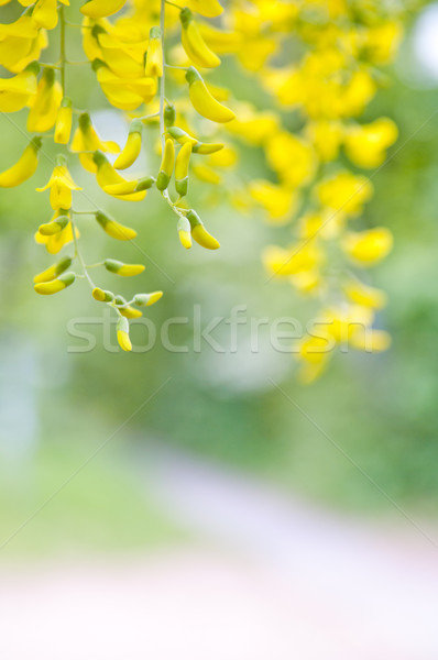 Drzewo kwiaty czarny żółty kopia przestrzeń kwiat Zdjęcia stock © szabiphotography