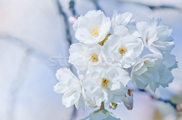 Kirschblüten voll blühen Kirsche Baum Natur Stock foto © szabiphotography